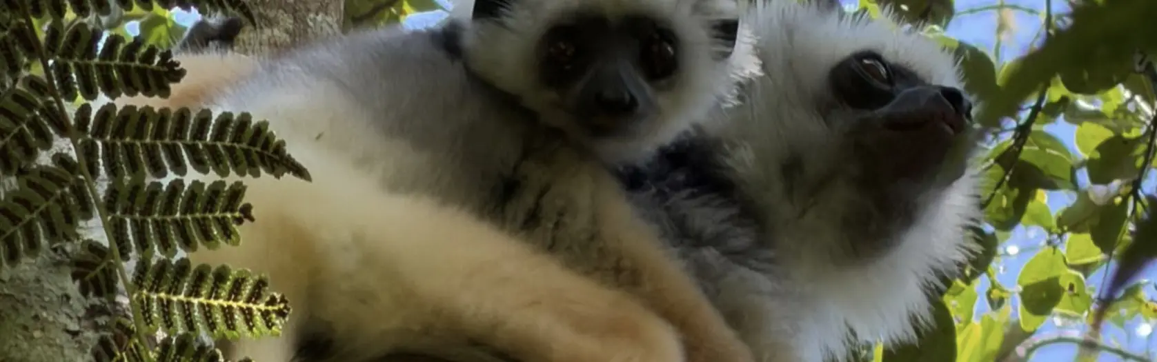 Madagaskaras piezīmes - 3.diena