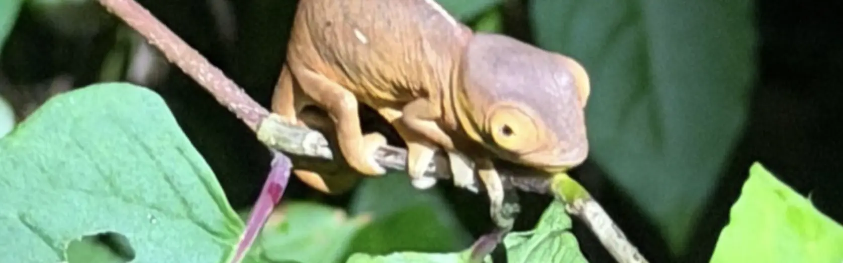 Madagaskaras piezīmes - 4.diena