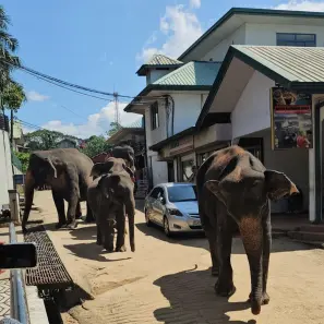 Šrilankas piezīmes - 3.diena