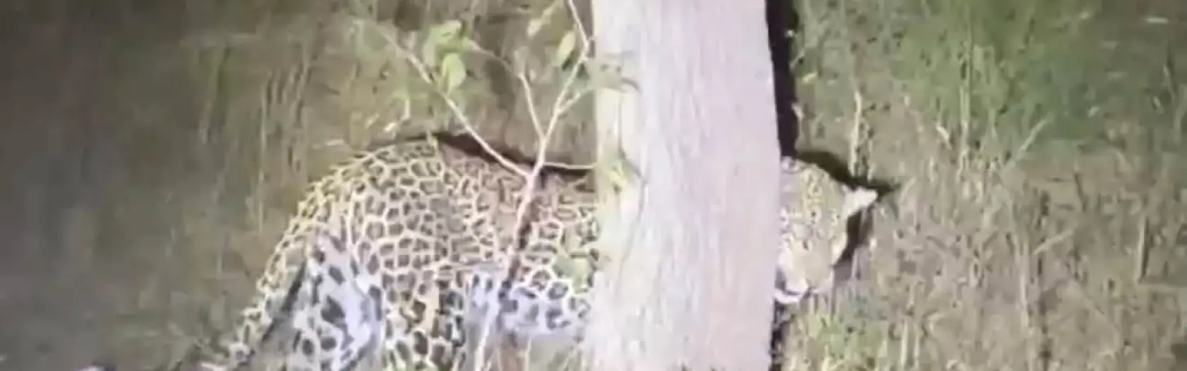 13. diena Ugandā. Leopards un mūsu Big Five