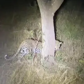 13. diena Ugandā. Leopards un mūsu Big Five