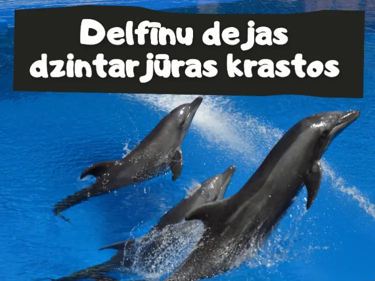 Delfīnu dejas dzintarjūras krastos