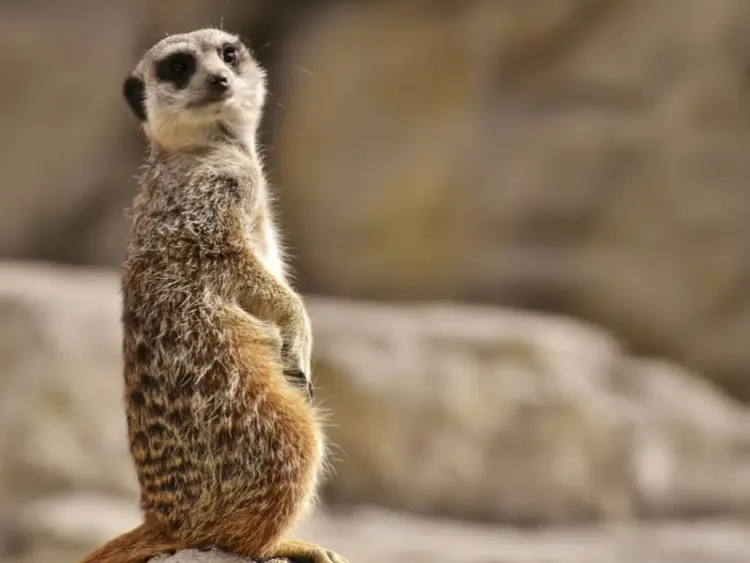 Lietuvas pērles – no ZOO līdz dzintara krastiem