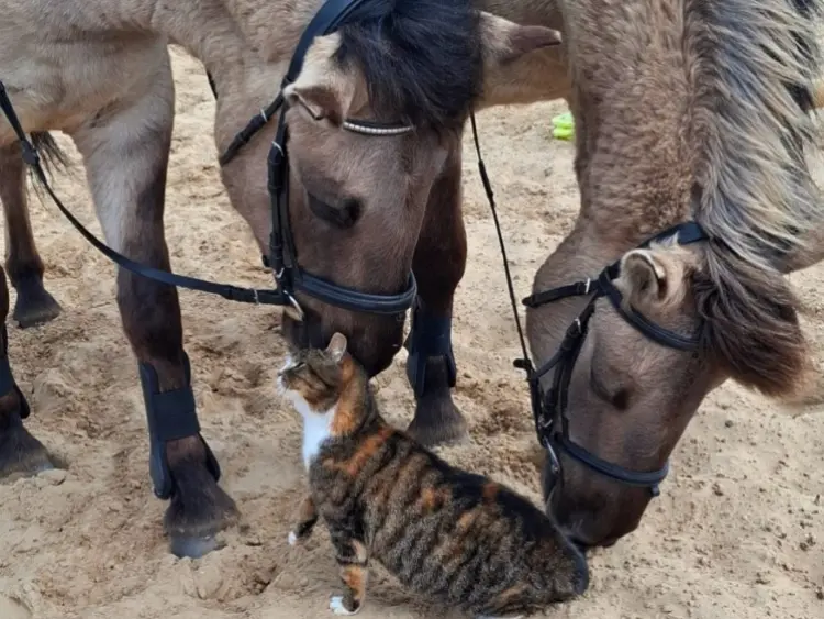 23 zirgu stāsti un karsta tēja Kuldīgā