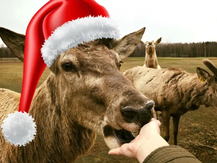 Kur pazudis Rūdolfs