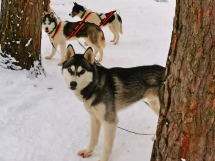 Ciemos pie haskijiem