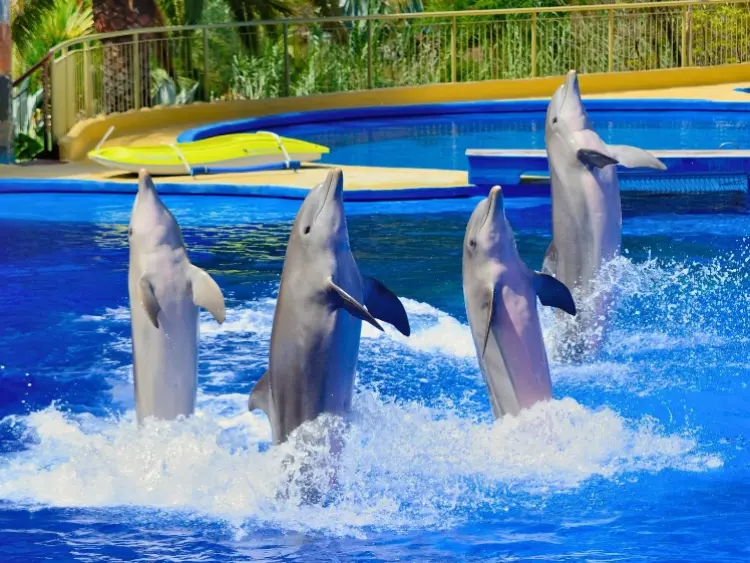 Delfīnu šovs un jūras muzejs Lietuvā