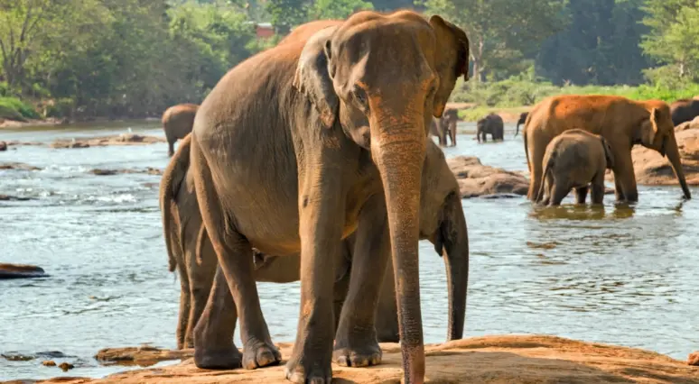 Šrilanka - zelta sala