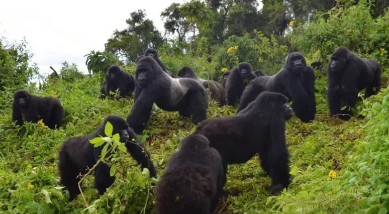 Uganda – džungļu valdzinājums un lielie pērtiķi