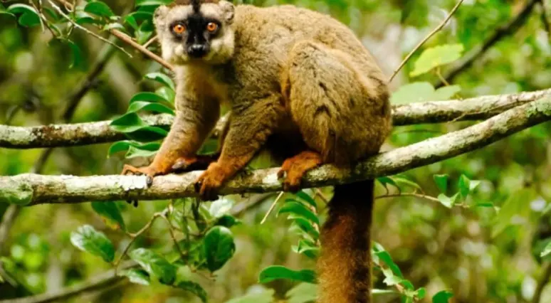Madagaskaras piedzīvojums