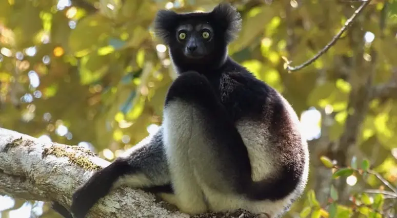 Madagaskaras piedzīvojums